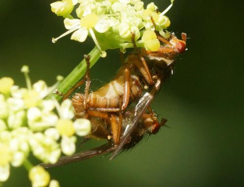 Scathophaga sp.